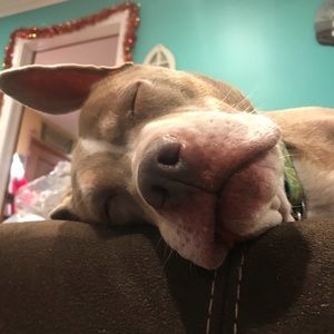 Meet your Posher, Dan